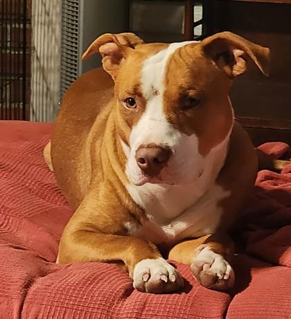 Enlarge Piggy Macchiato, a Adoptable mixed breed in West Memphis, AR image 3/3