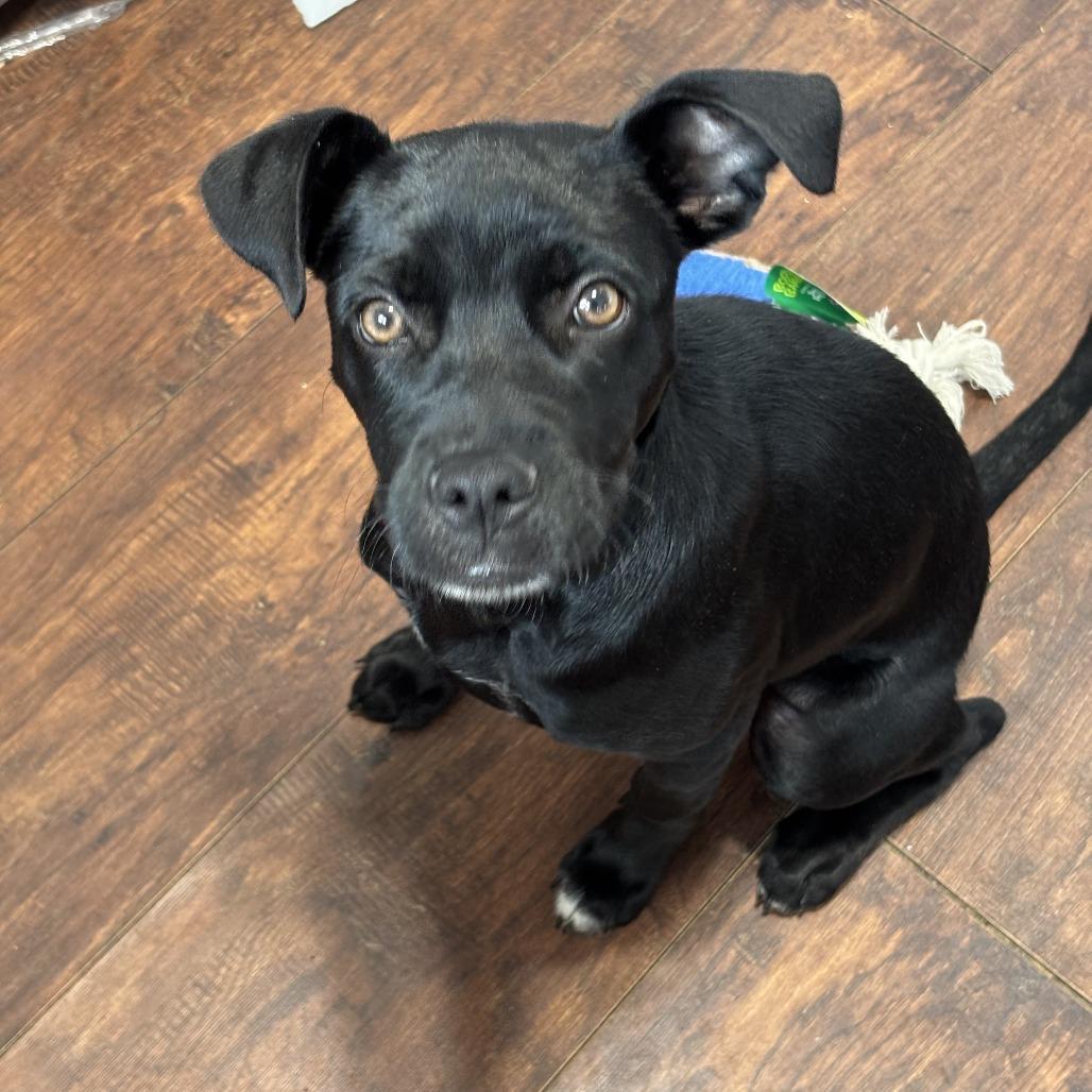 Bella Bluelight D67886, Adoptable, Young Female Black Labrador Retriever.