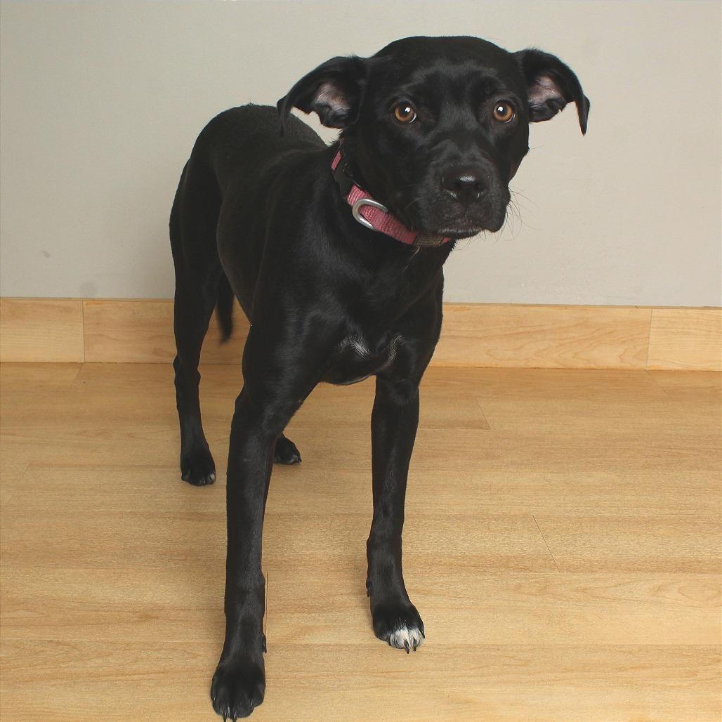 Enlarge Bella Bluelight D67886, a Adoptable Black Labrador Retriever in Minnetonka, MN image 2/5