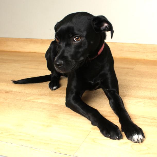 Bella Bluelight D67886, a Adoptable Black Labrador Retriever in Minnetonka, MN image 2/5