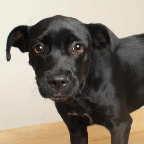 Bella Bluelight D67886, a Adoptable Black Labrador Retriever in Minnetonka, MN image 3/5