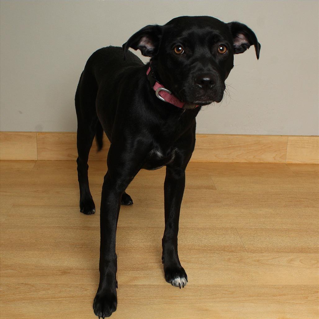 Bella Bluelight D67886, a Adoptable Black Labrador Retriever in Minnetonka, MN image 4/5
