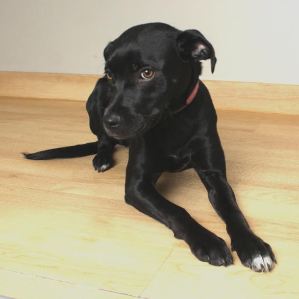 Enlarge Bella Bluelight D67886, a Adoptable Black Labrador Retriever in Minnetonka, MN image 4/5