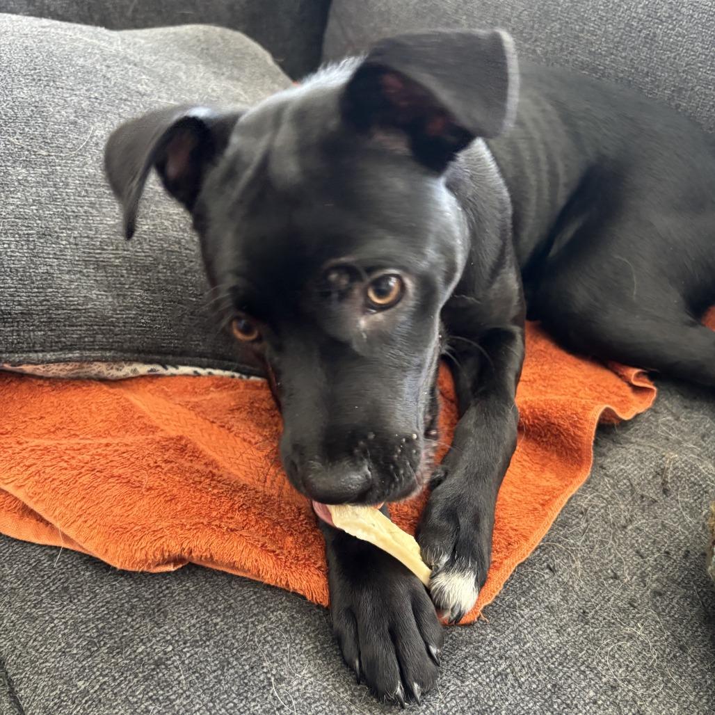 Bella Bluelight D67886, a Adoptable Black Labrador Retriever in Minnetonka, MN image 5/5