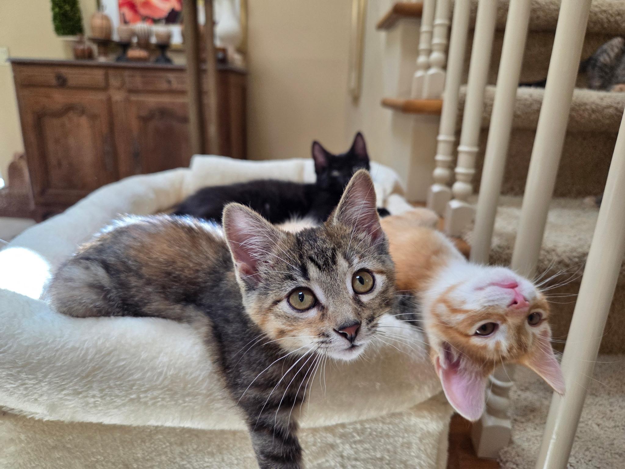 Lyra, ADOPTABLE, Kitten Female Domestic Short Hair.