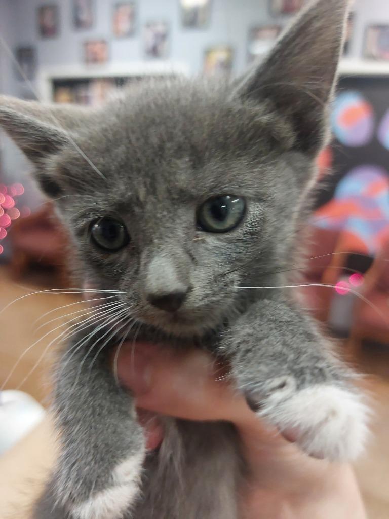 Opa, Adoptable, Kitten Female Domestic Short Hair.