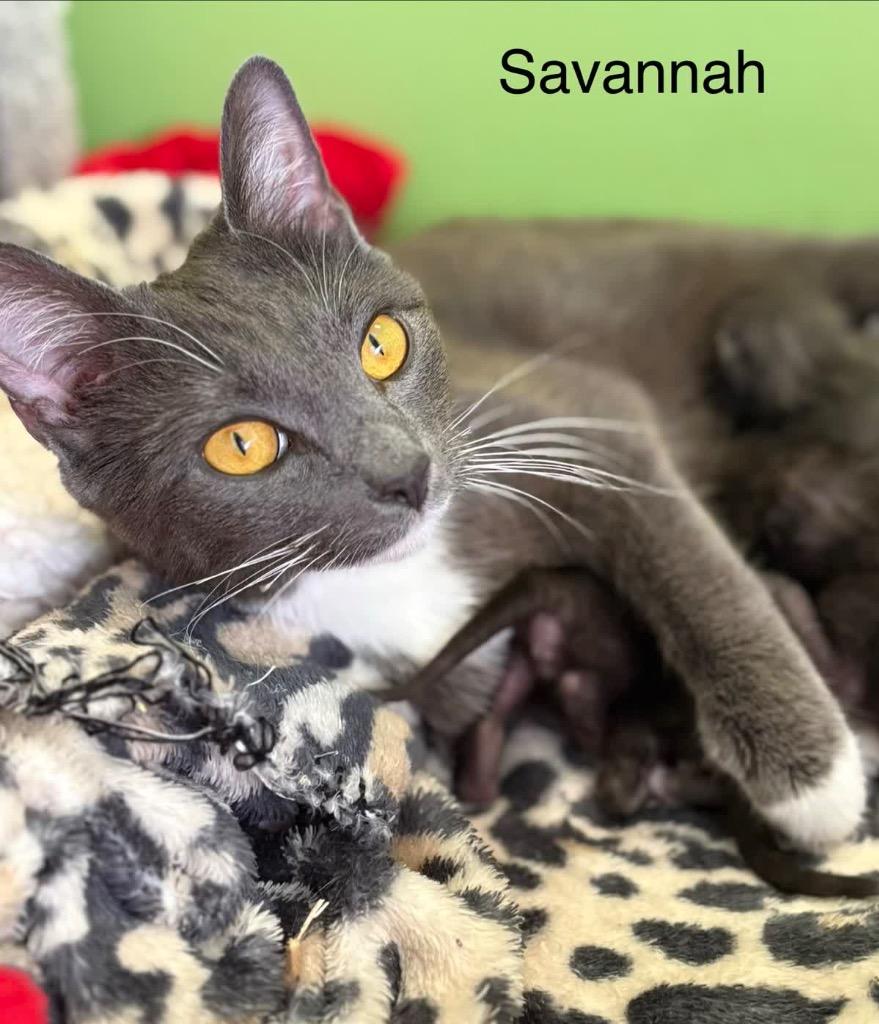Enlarge Savannah, a Adoptable mixed breed in Johnson City, TN image 1/6