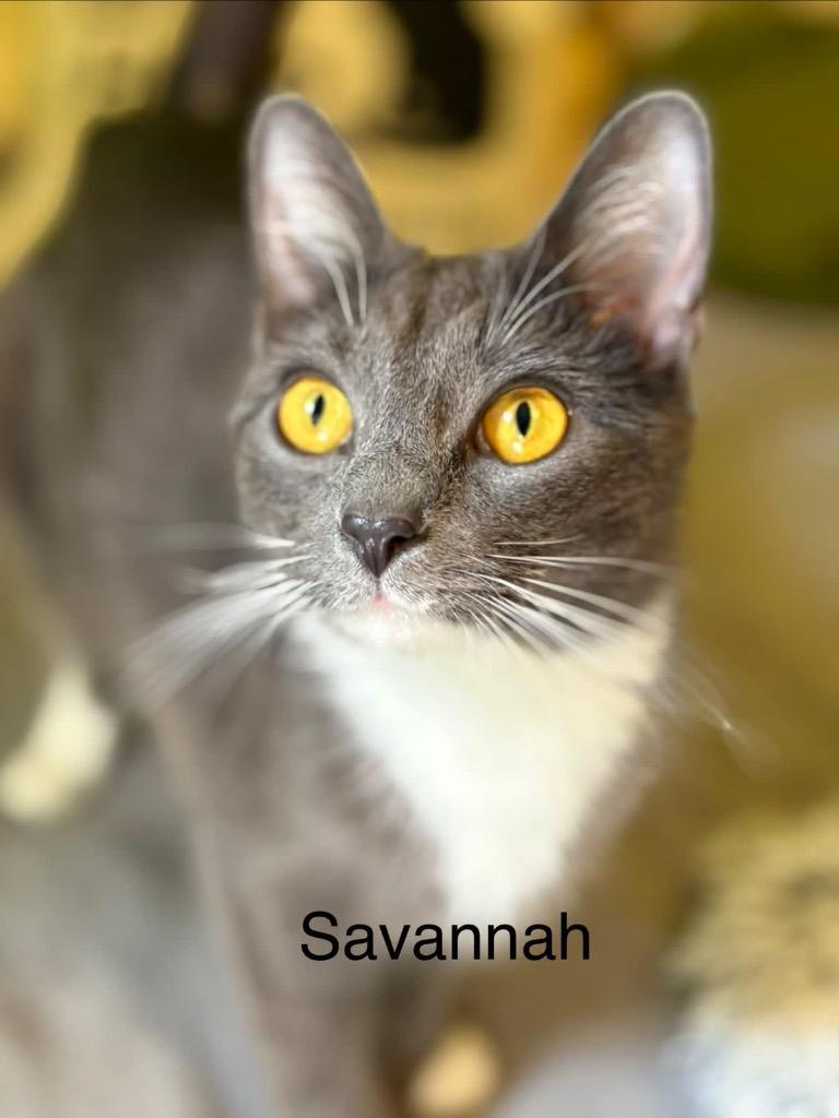 Enlarge Savannah, a Adoptable mixed breed in Johnson City, TN image 2/6