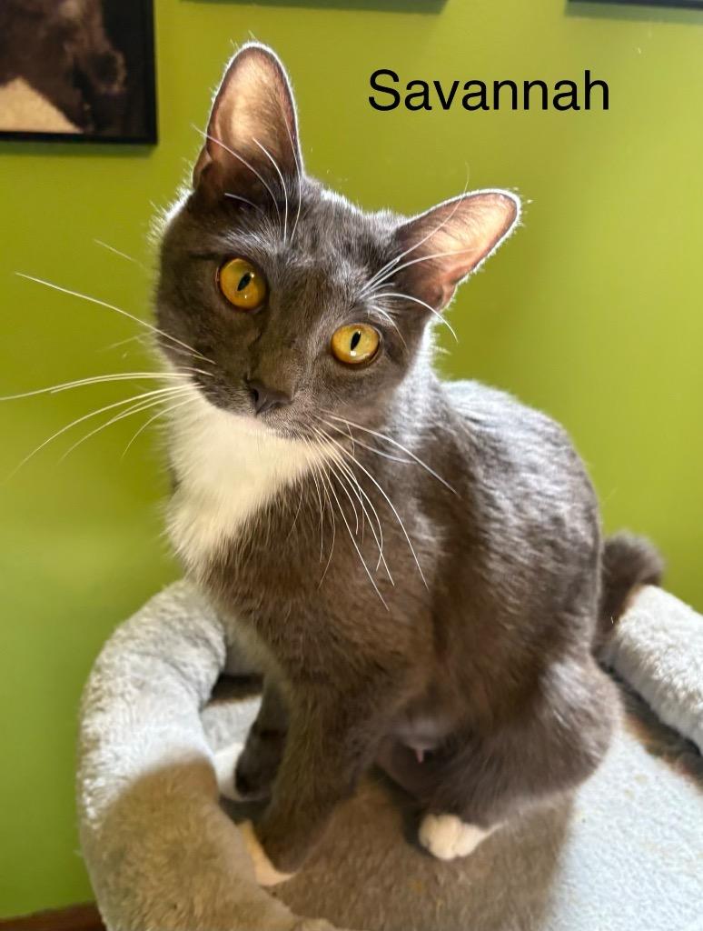 Enlarge Savannah, a Adoptable mixed breed in Johnson City, TN image 3/6