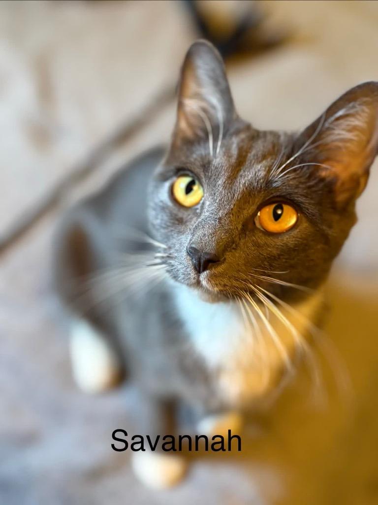 Enlarge Savannah, a Adoptable mixed breed in Johnson City, TN image 4/6