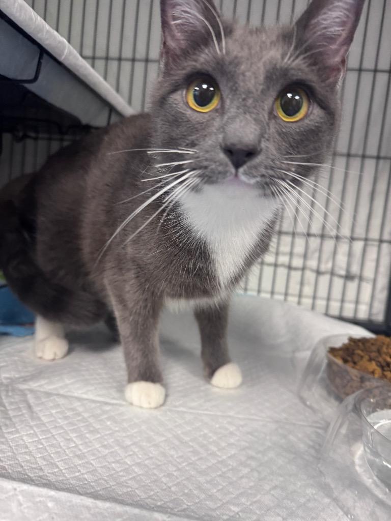 Enlarge Savannah, a Adoptable mixed breed in Johnson City, TN image 5/6
