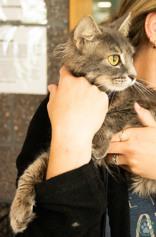 Echo, adopted, Adult Female Domestic Long Hair.
