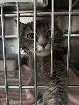 Echo, an adopted Domestic Long Hair in Potsdam, NY image 2/2