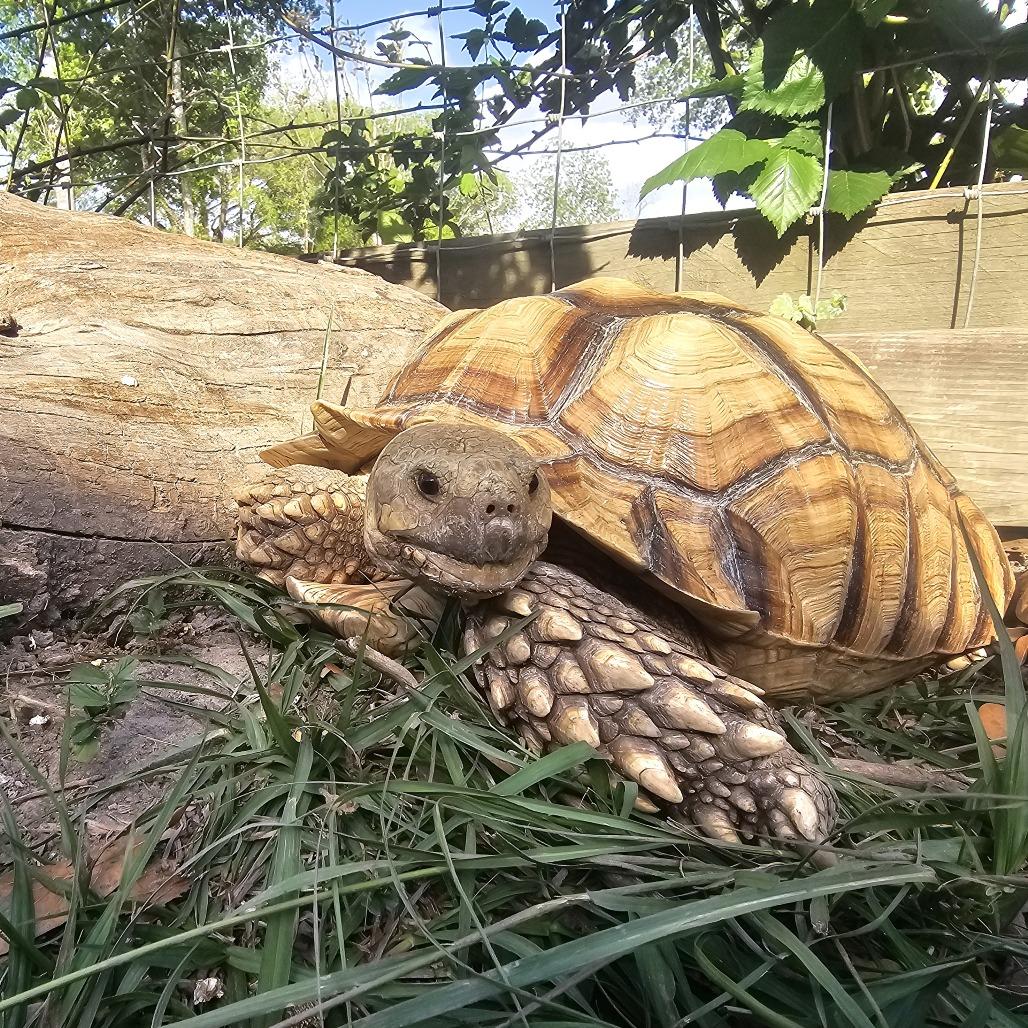 Enlarge Mack, a Adoptable Sulcata in San Marcos, TX image 1/2