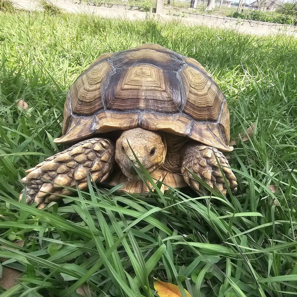 Enlarge Mack, a Adoptable Sulcata in San Marcos, TX image 2/2