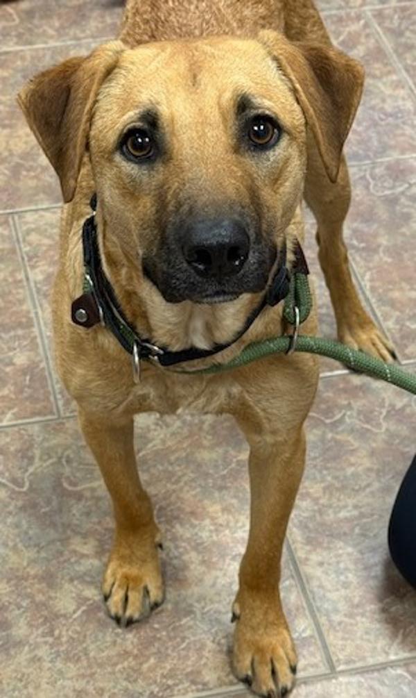Chewy, Adoptable, Adult Male Shepherd & Australian Cattle Dog / Blue Heeler.