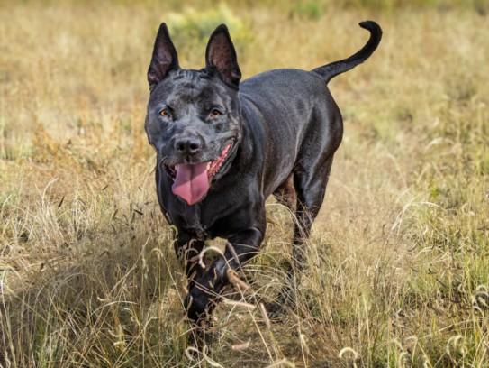 DICE, Adoptable, Adult Female Pit Bull Terrier.