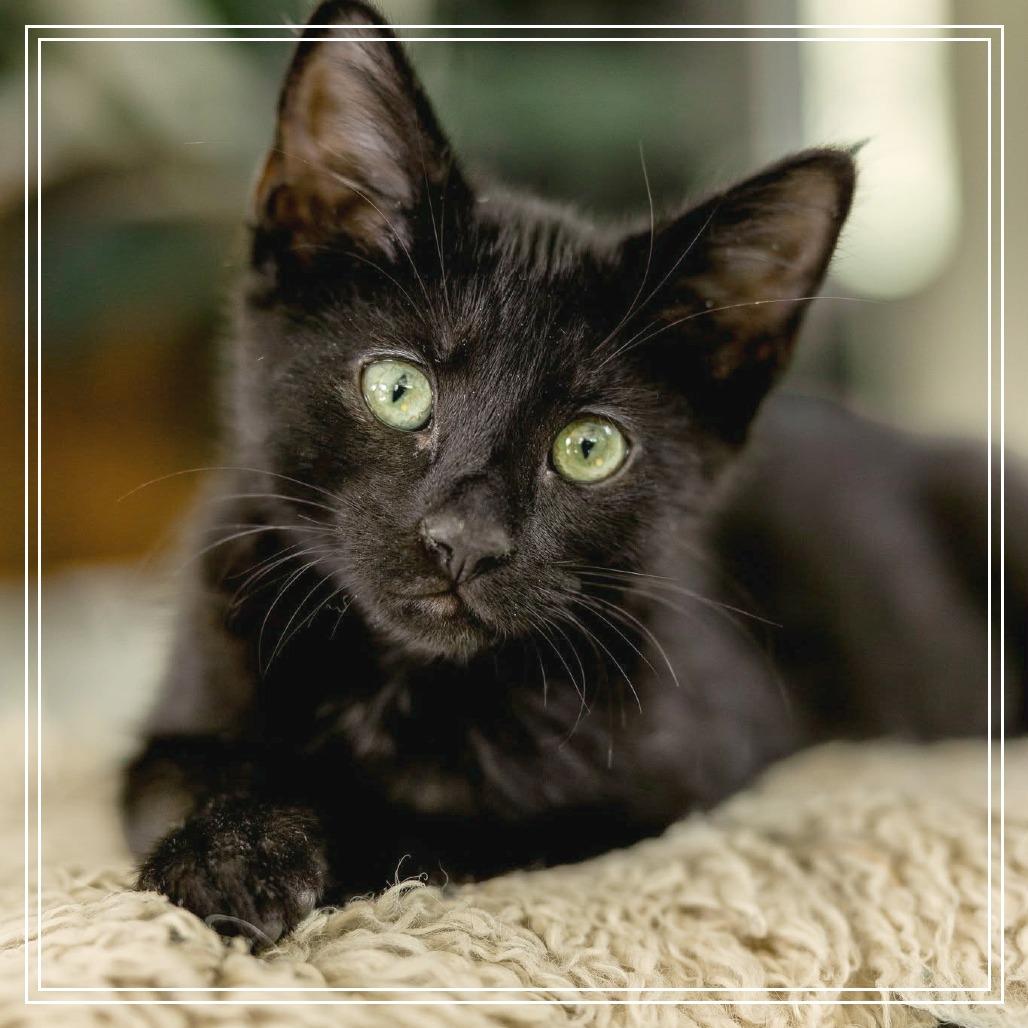 Roxy, Adoptable, Kitten Female Domestic Short Hair.