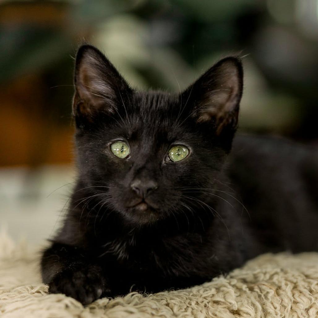 Enlarge Roxy, a Adoptable Domestic Short Hair in Meridian, ID image 2/4