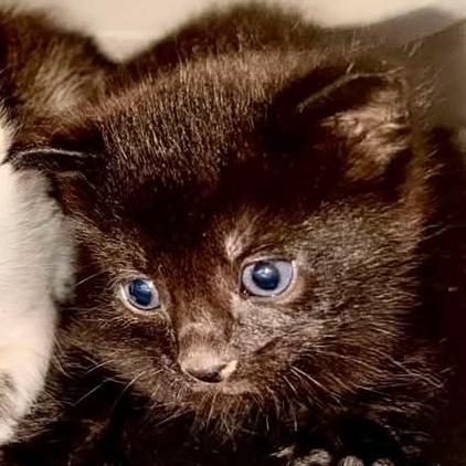 Enlarge Roxy, a Adoptable Domestic Short Hair in Meridian, ID image 3/4