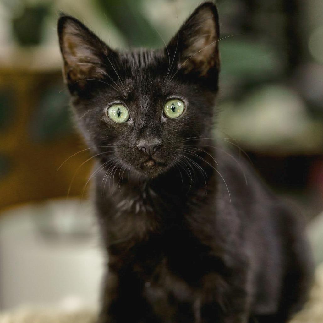 Enlarge Roxy, a Adoptable Domestic Short Hair in Meridian, ID image 4/4