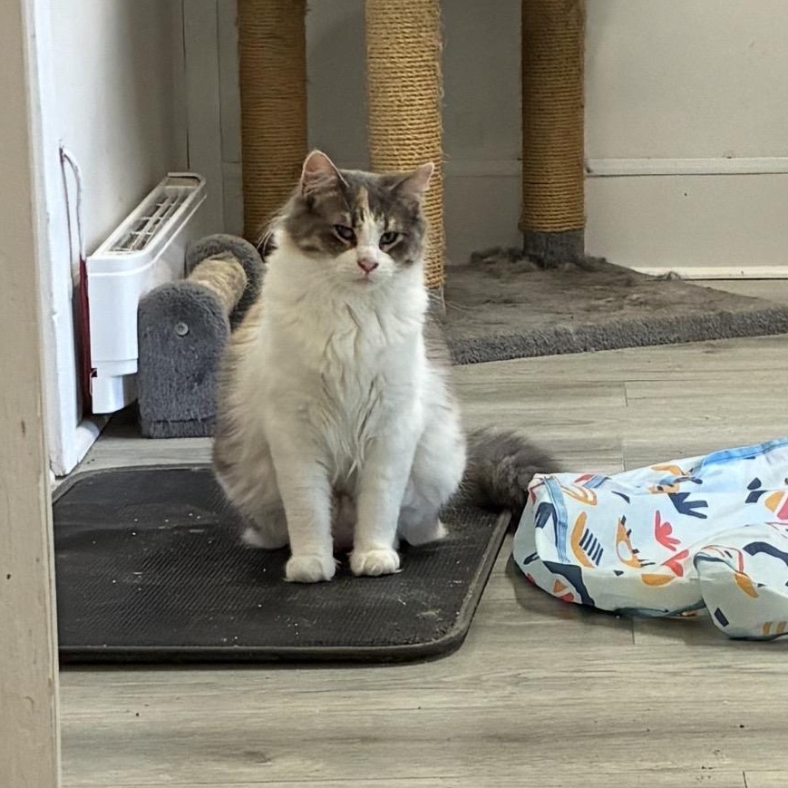 Amber, ADOPTABLE, Adult Female Calico.