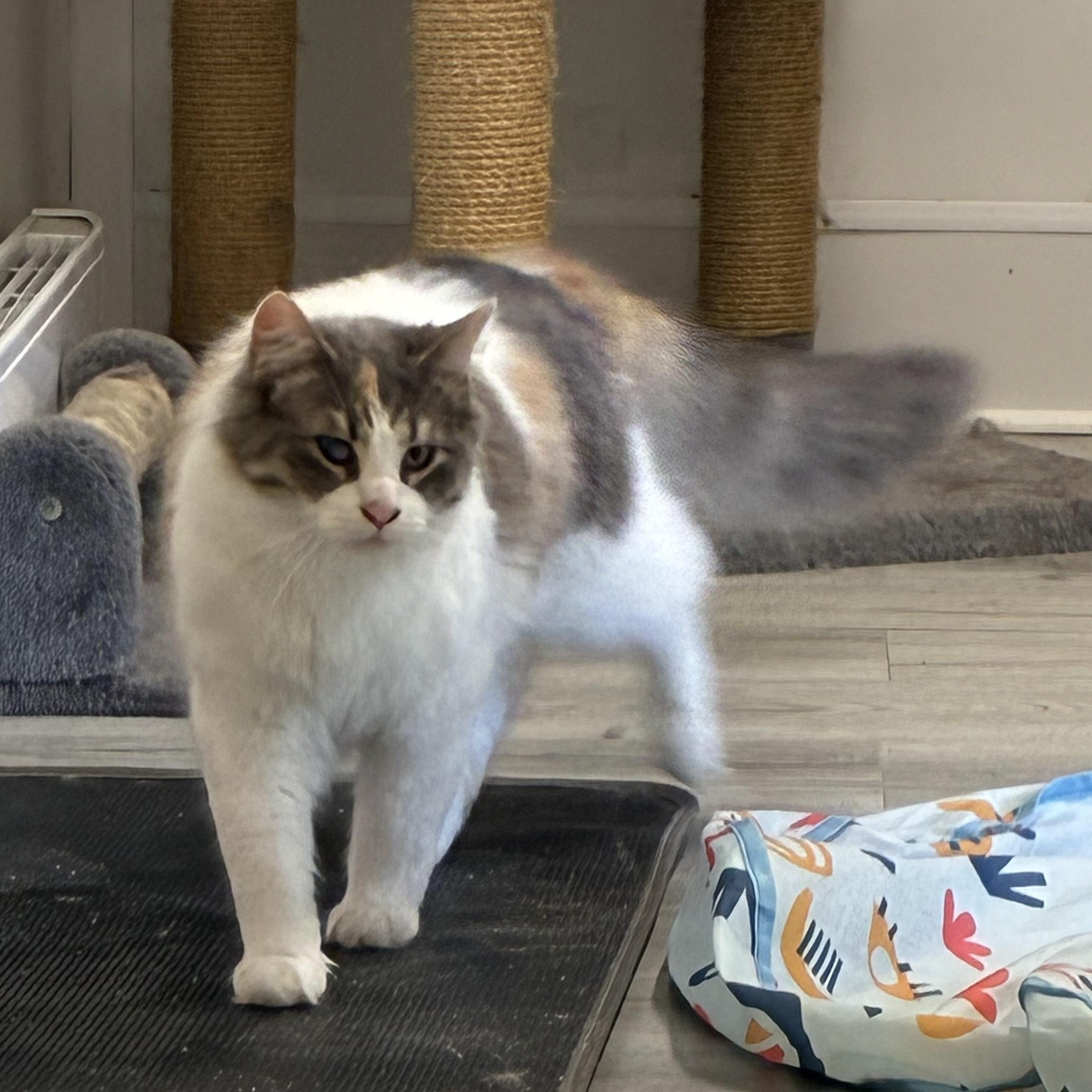 Enlarge Amber, a ADOPTABLE Calico in Montreal, QC image 2/4