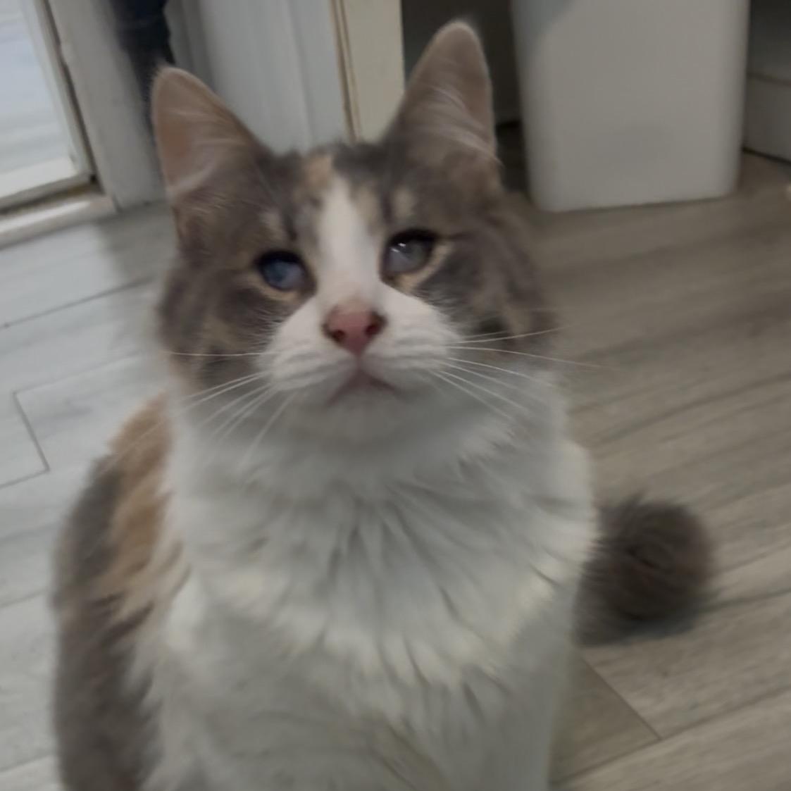 Enlarge Amber, a ADOPTABLE Calico in Montreal, QC image 2/6