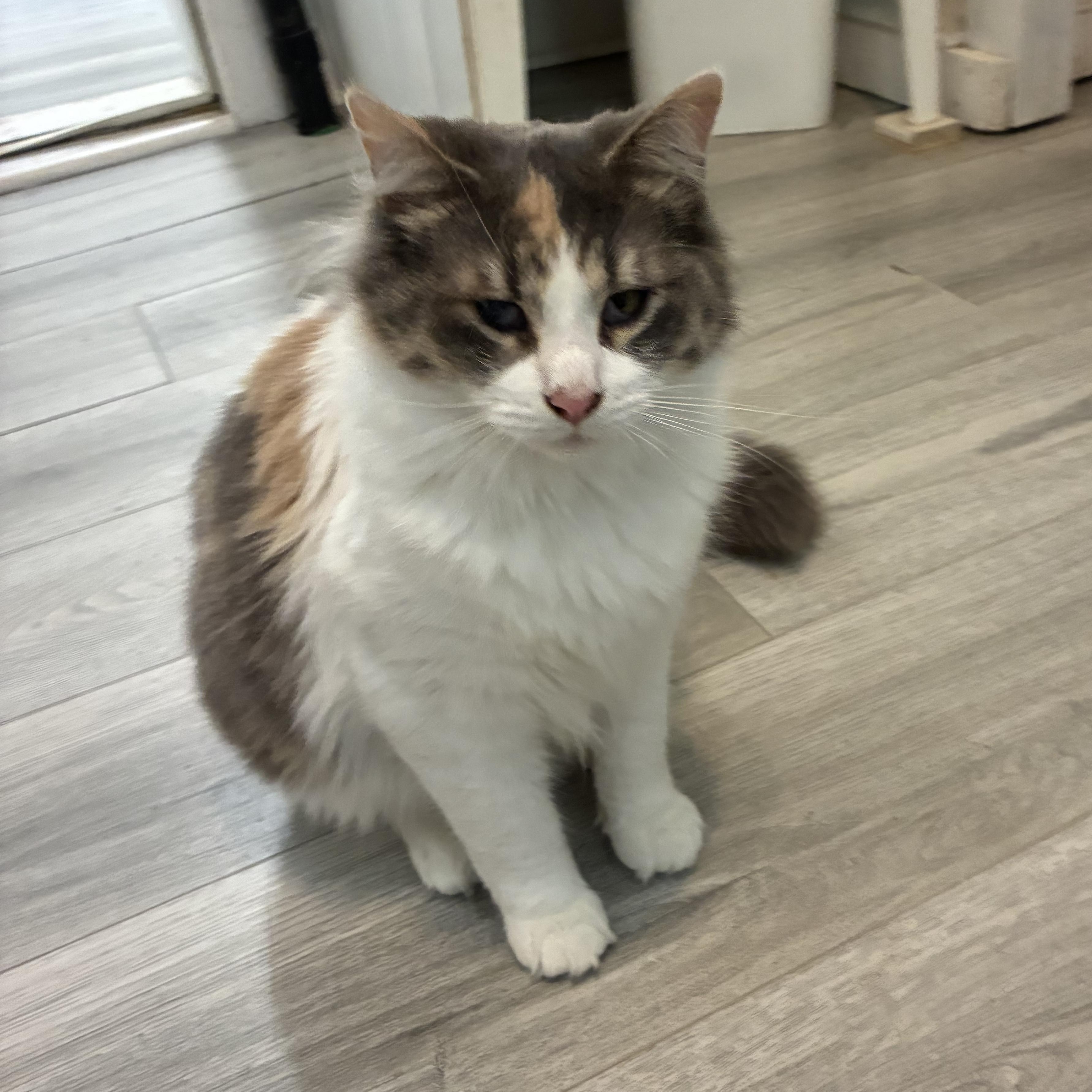 Enlarge Amber, a ADOPTABLE Calico in Montreal, QC image 1/4