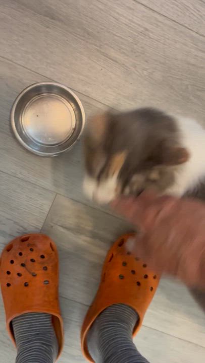 Enlarge Amber, a ADOPTABLE Calico in Montreal, QC video 6/6
