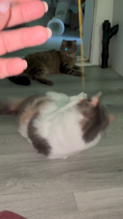 Enlarge Amber, a ADOPTABLE Calico in Montreal, QC video 5/6