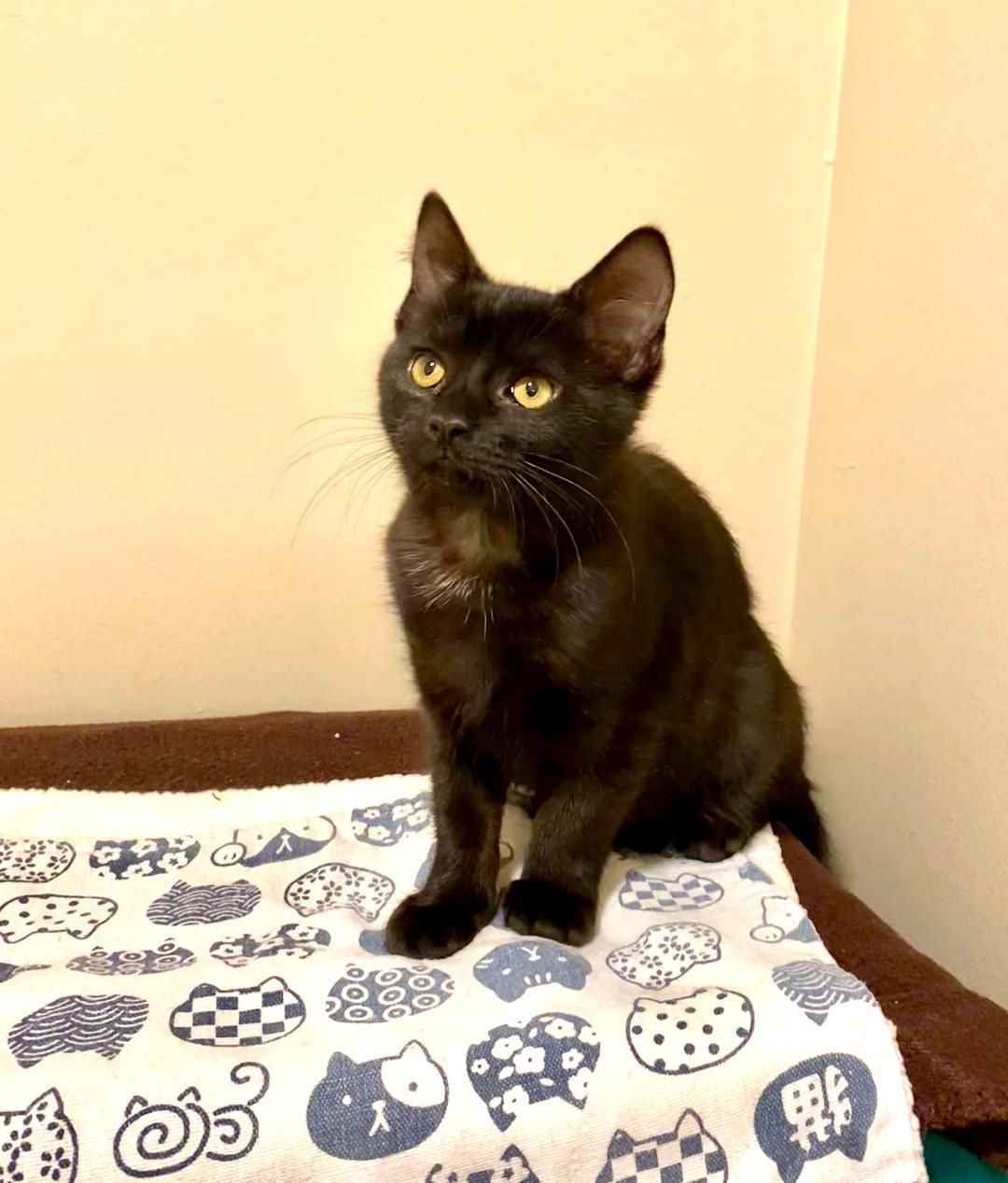 Enlarge Count, an adopted Domestic Short Hair in Mokena, IL image 1/1