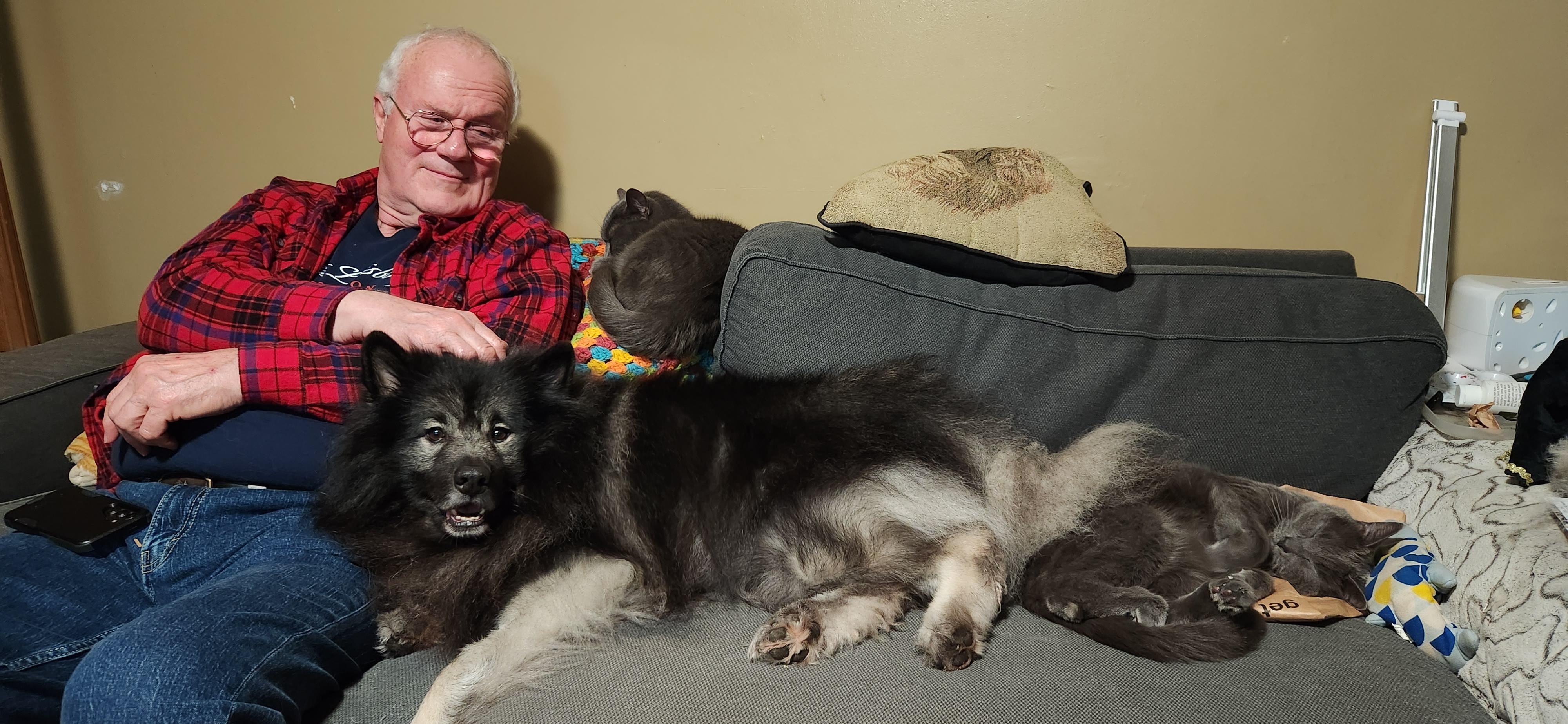 Nacho, a Adopted Keeshond in Belleville, ON image 2/5