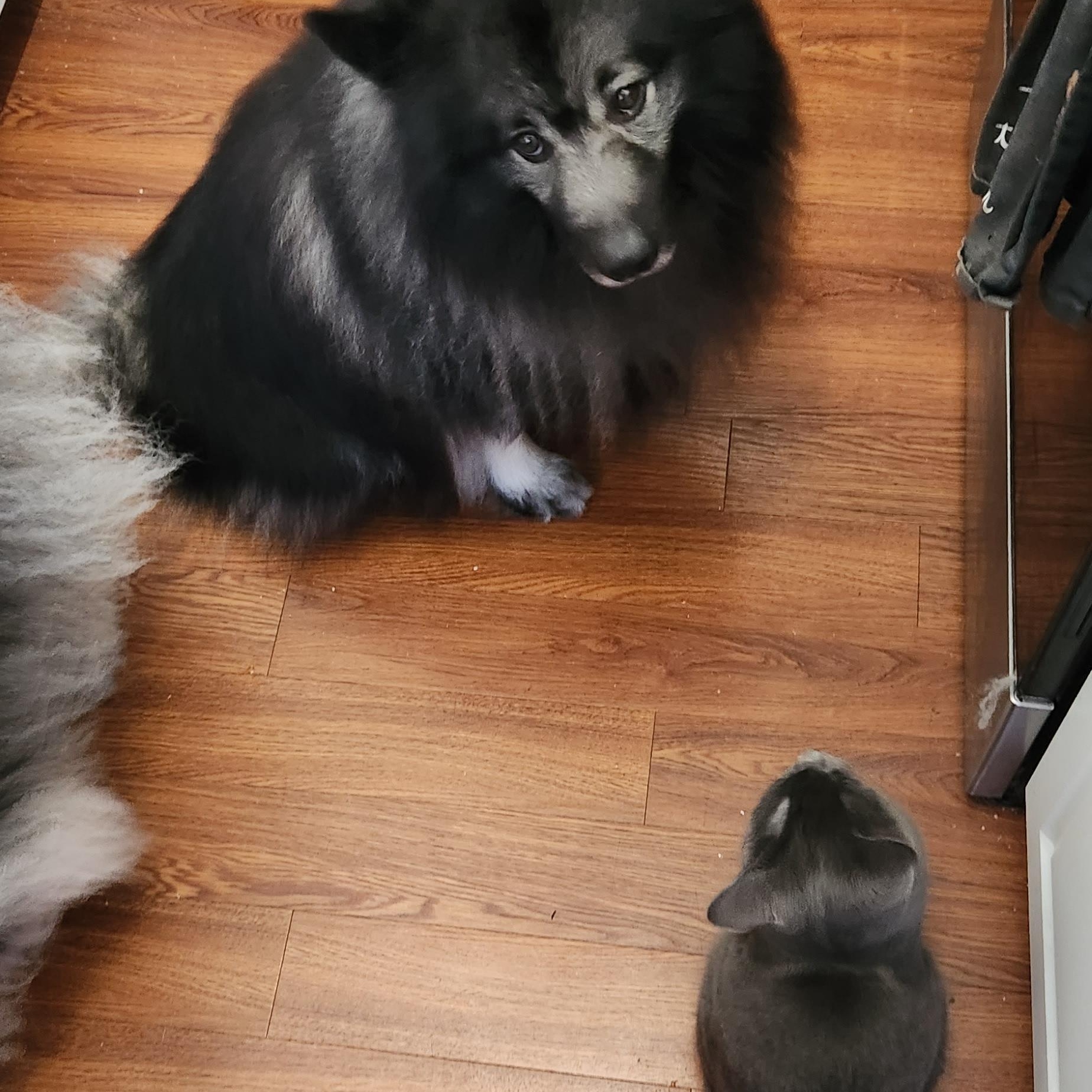 Nacho, a Adopted Keeshond in Belleville, ON image 3/5