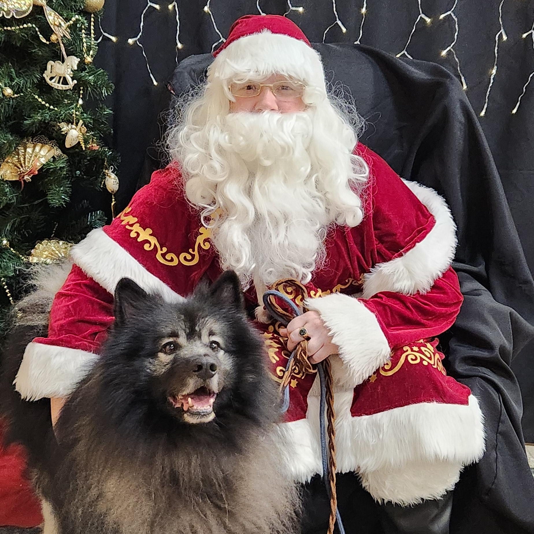 Nacho, a Adopted Keeshond in Belleville, ON image 1/5