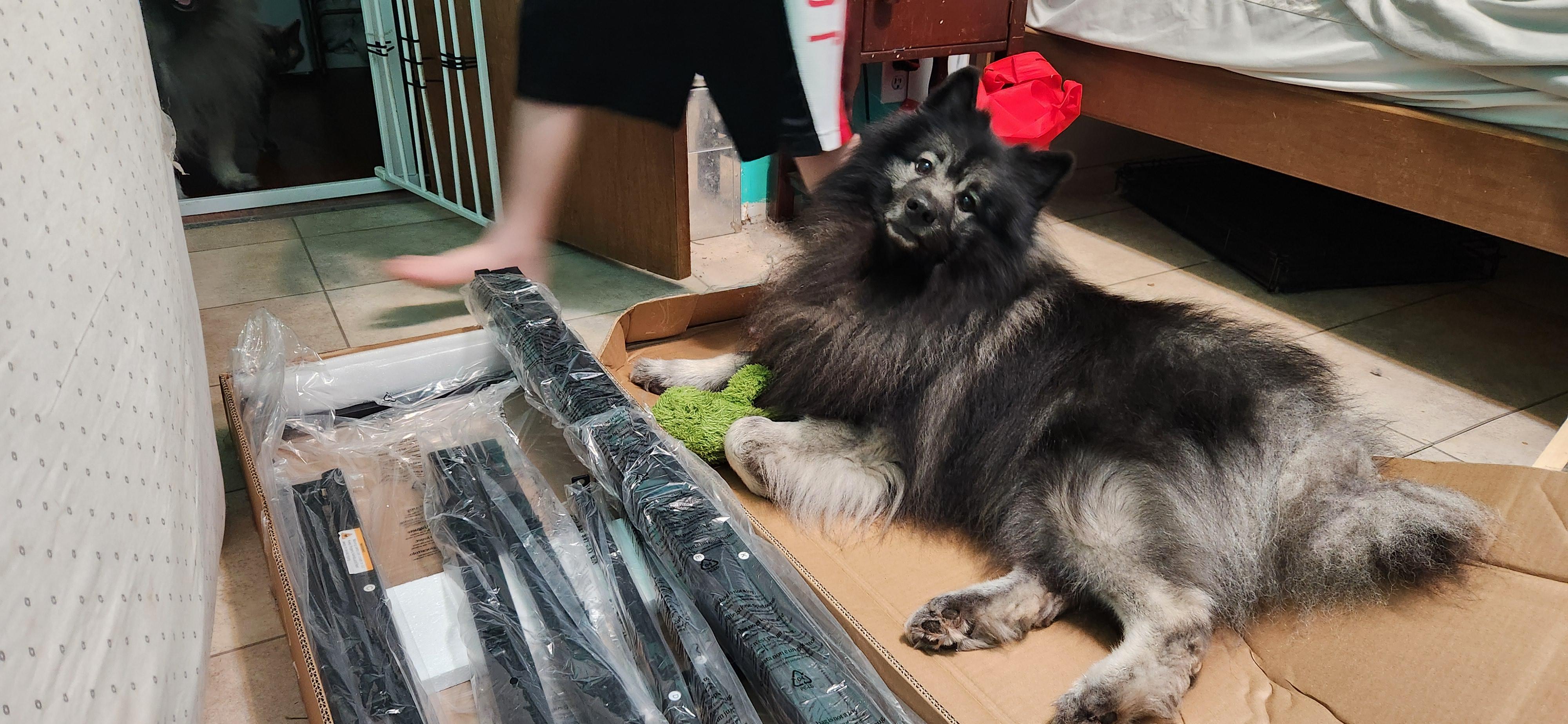 Nacho, a Adopted Keeshond in Belleville, ON image 4/5