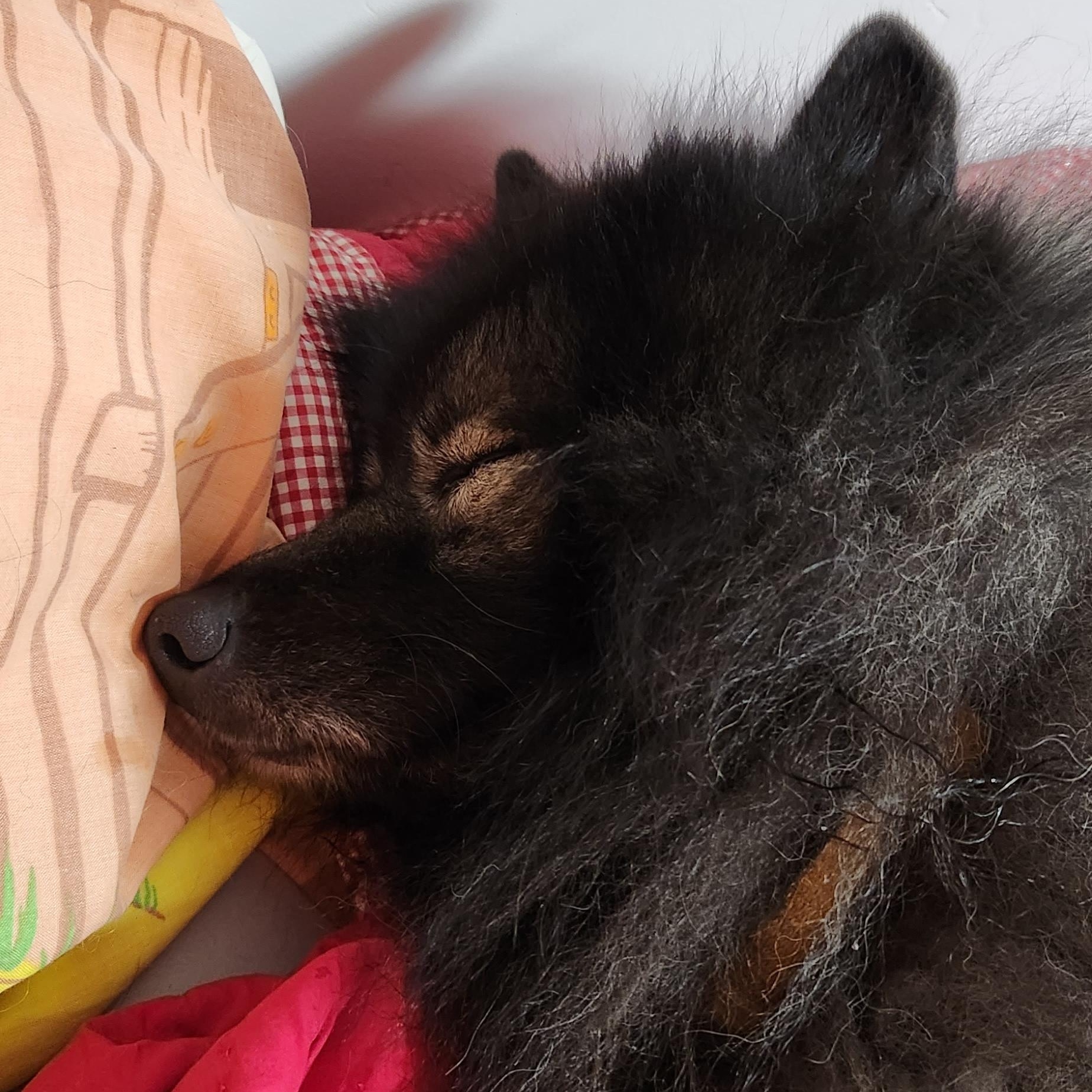 Nacho, a Adopted Keeshond in Belleville, ON image 5/5