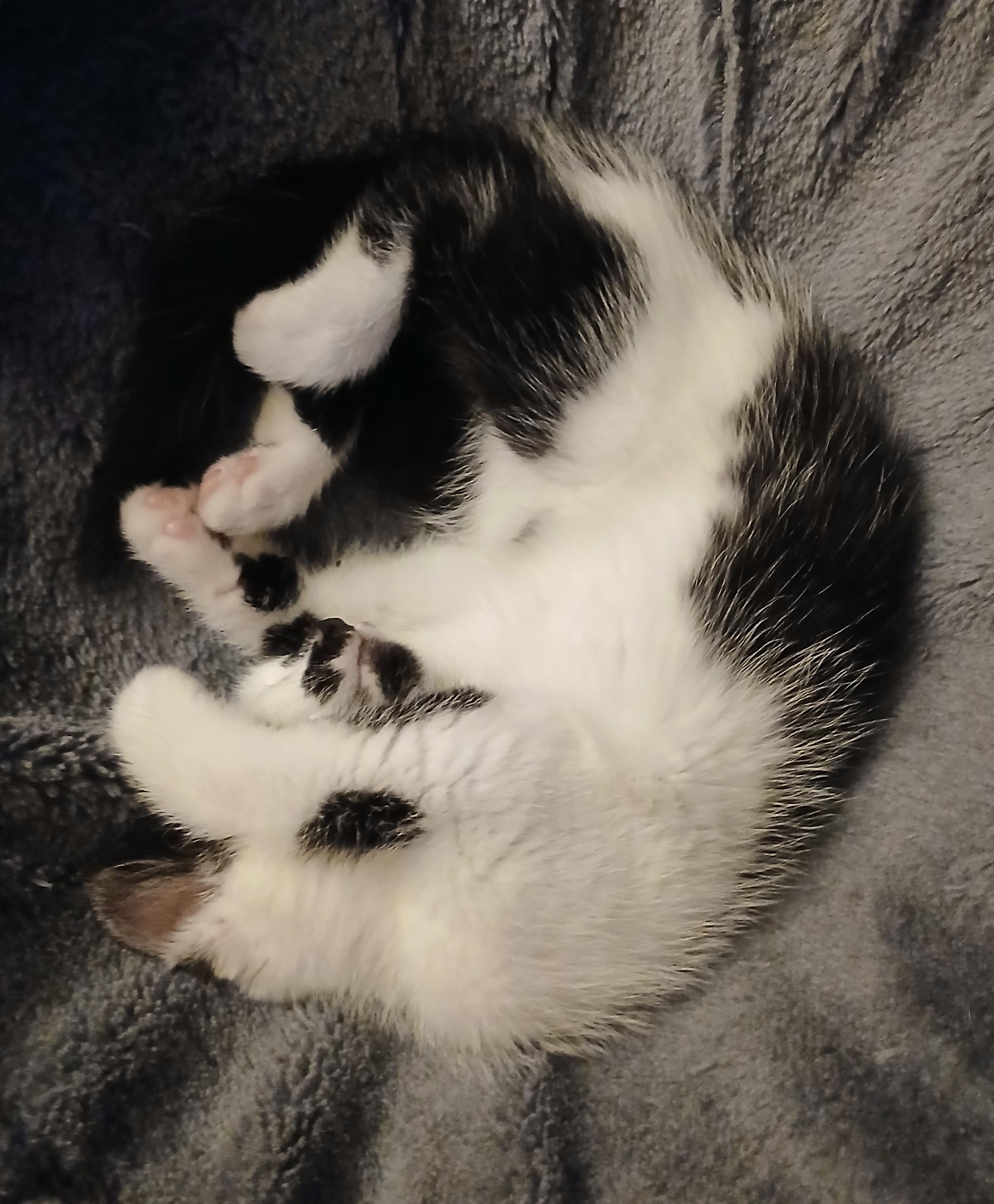 Albie, Adopted, Young Male Domestic Medium Hair.