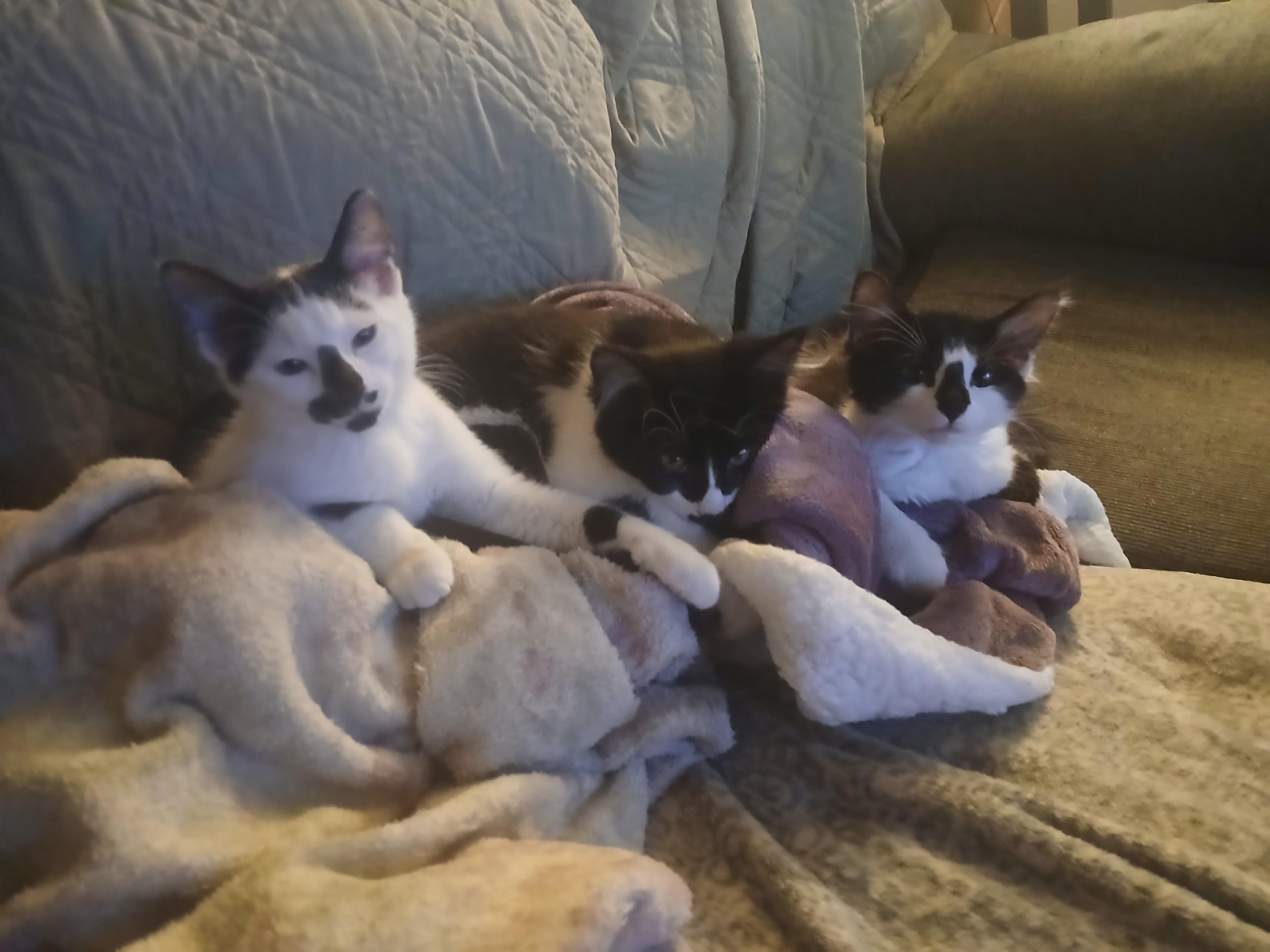 Enlarge Albie, a Adopted mixed breed in Buhl, ID image 2/6