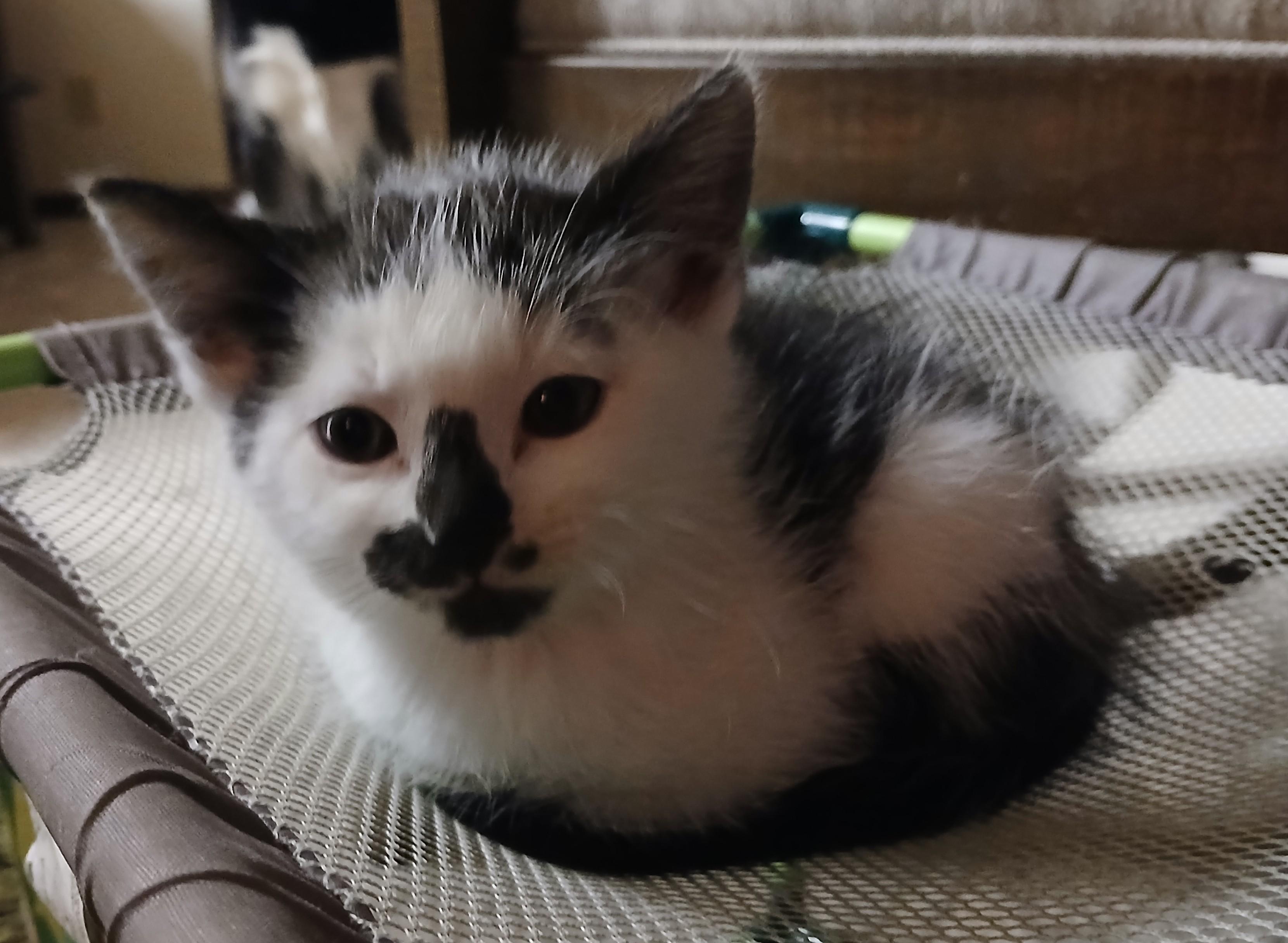 Enlarge Albie, a Adopted mixed breed in Buhl, ID image 3/6