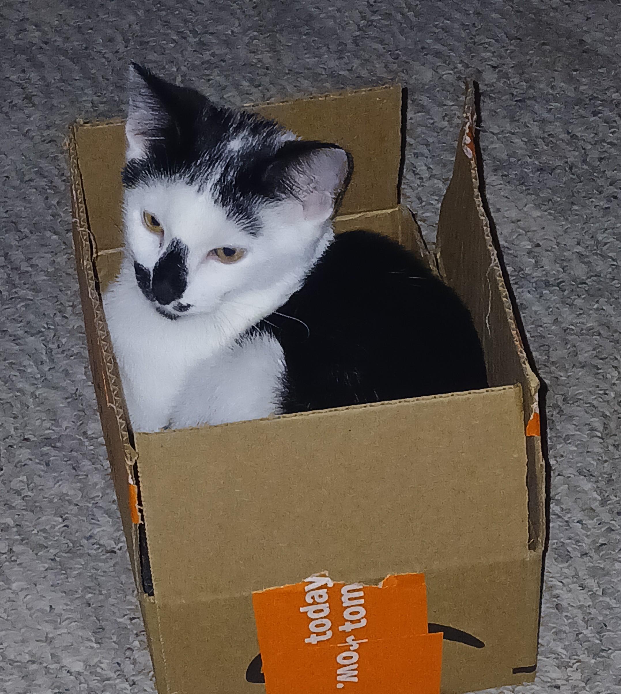 Enlarge Albie, a Adopted mixed breed in Buhl, ID image 4/6