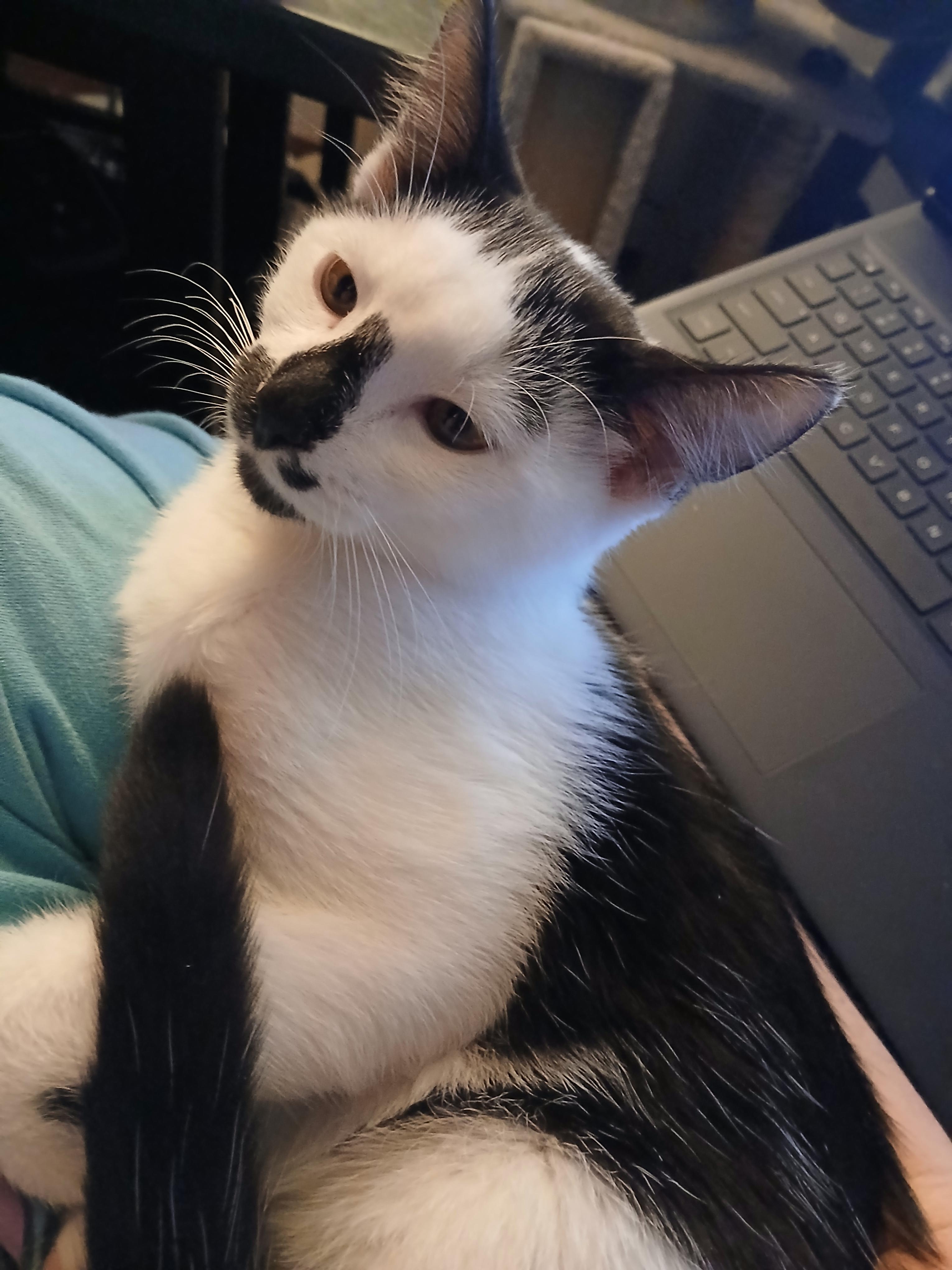 Enlarge Albie, a Adopted mixed breed in Buhl, ID image 5/6