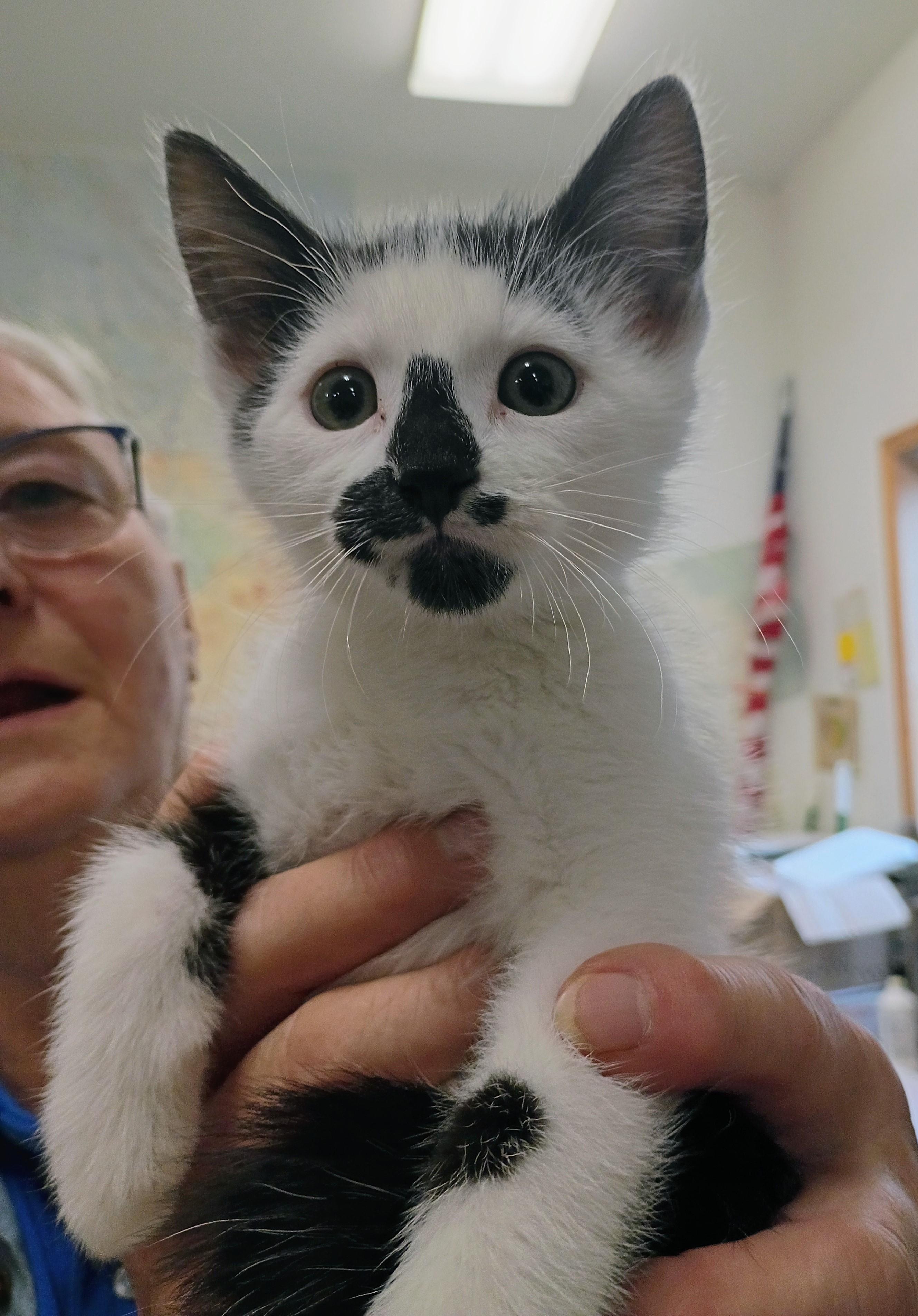 Enlarge Albie, a Adopted mixed breed in Buhl, ID image 6/6