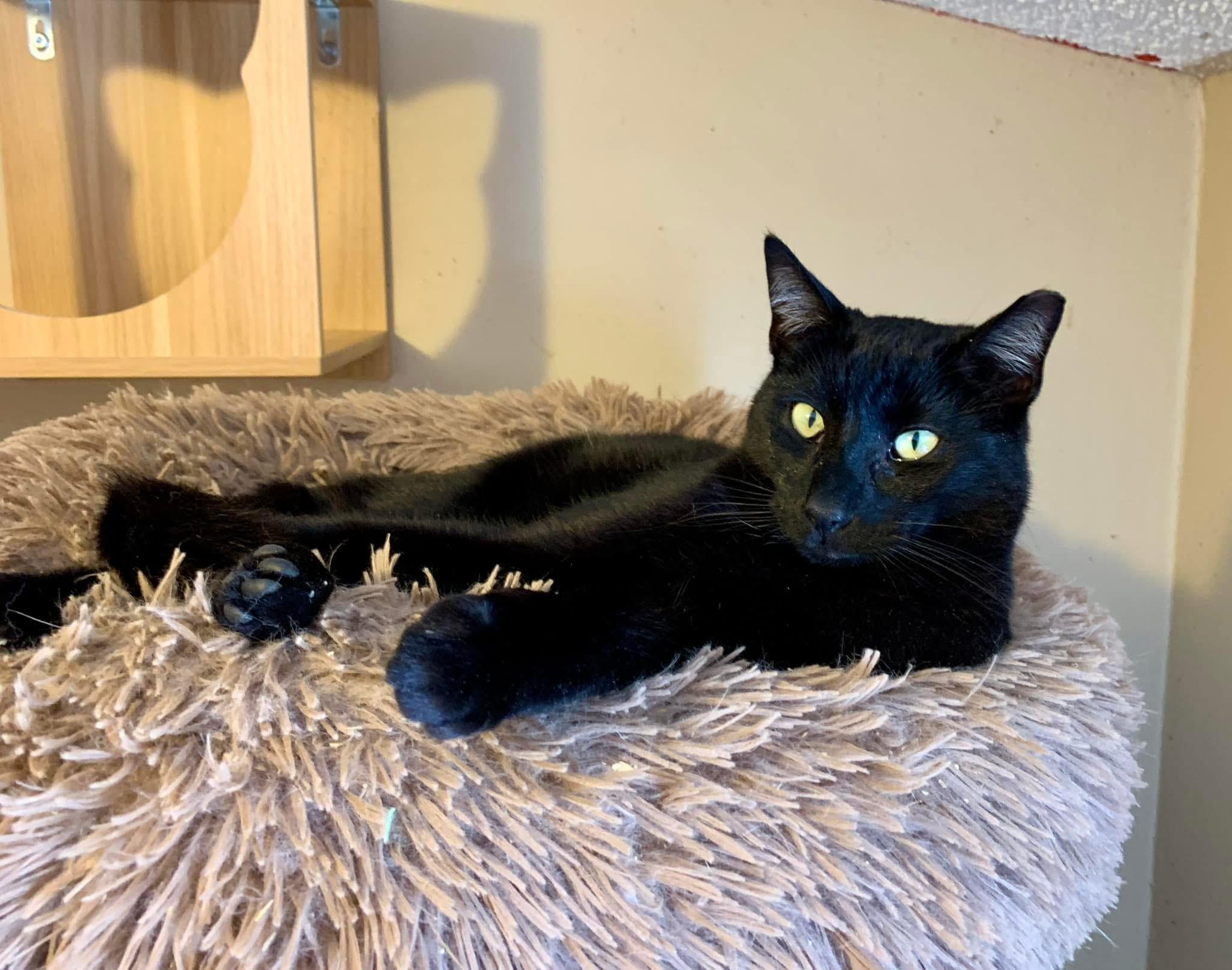 Cedar, Adoptable, Young Male American Shorthair.