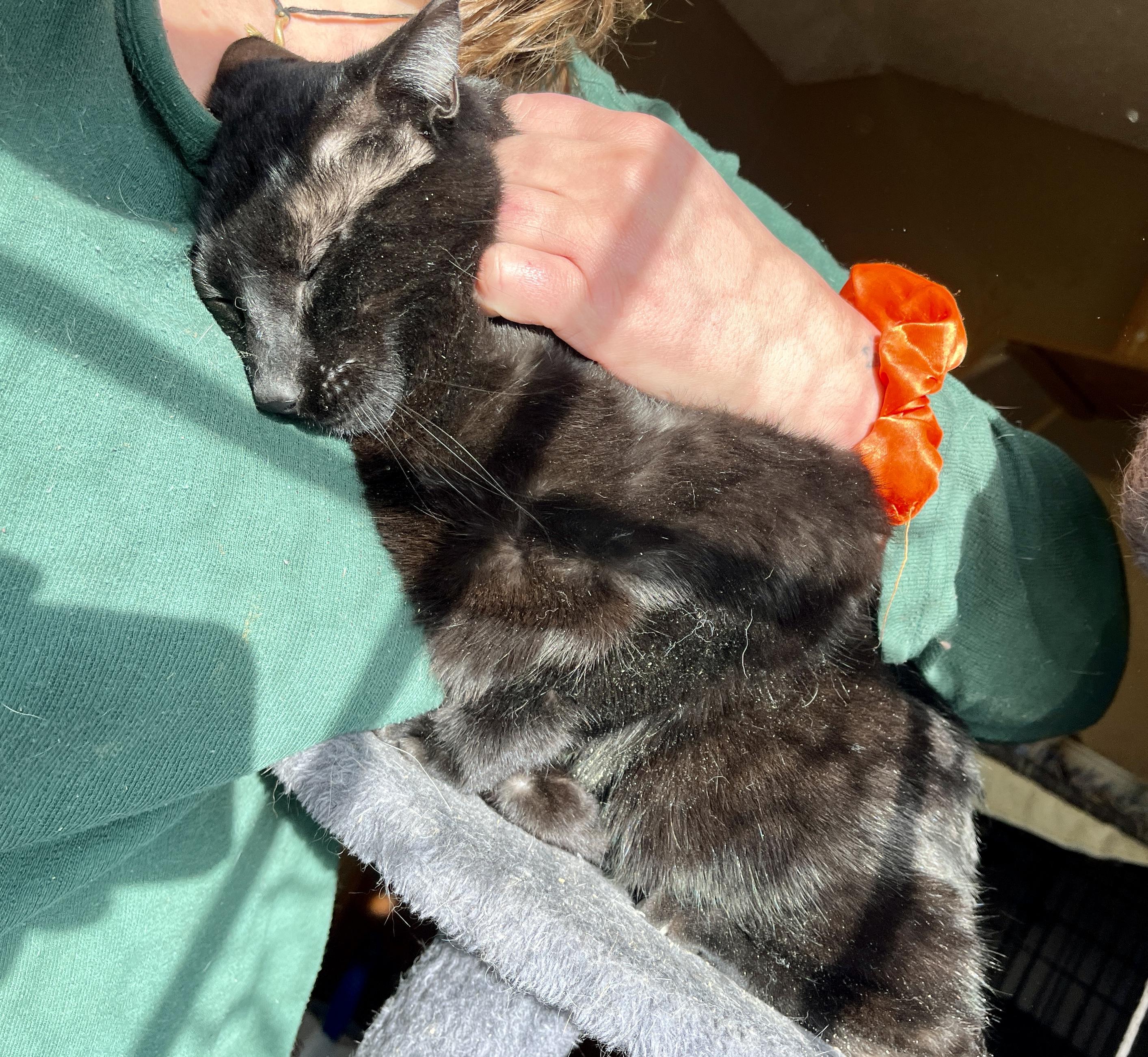 Enlarge Cedar, a Adoptable American Shorthair in Elkland, PA image 1/4