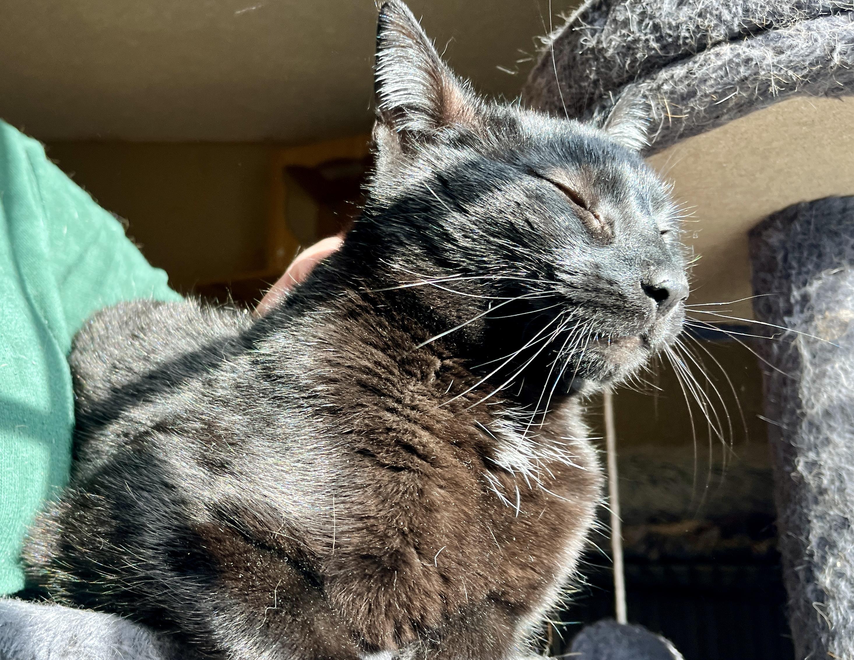 Enlarge Cedar, a Adoptable American Shorthair in Elkland, PA image 4/4