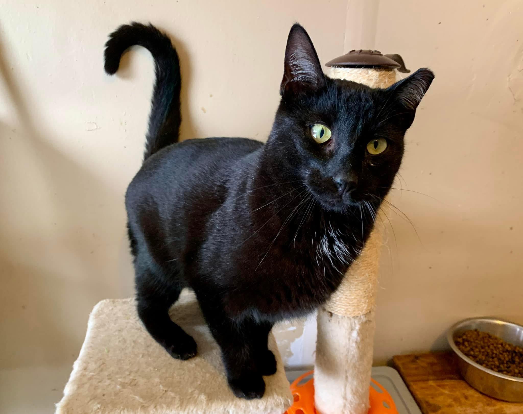 Cedar, a Adoptable American Shorthair in Elkland, PA image 2/2