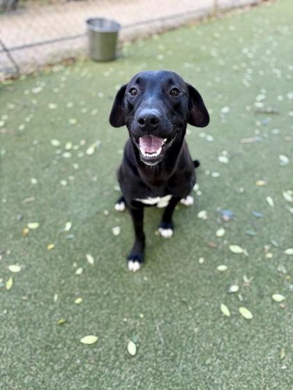 Enlarge Kanga, a Adoptable mixed breed in Picayune, MS image 1/3