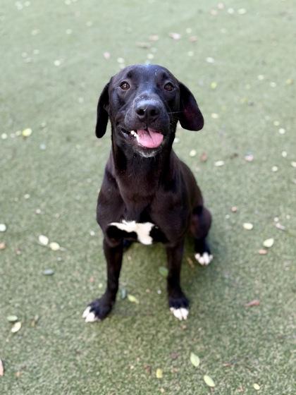 Enlarge Kanga, a Adoptable mixed breed in Picayune, MS image 2/3