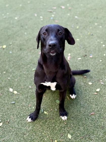 Enlarge Kanga, a Adoptable mixed breed in Picayune, MS image 3/3